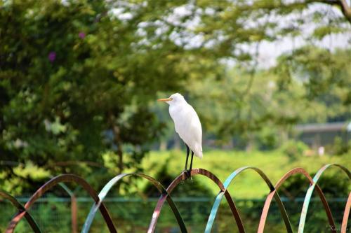 Enjoy Beautiful Bird Watching - Rasikbill