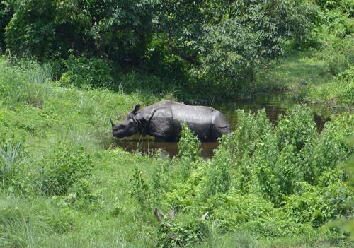 One Horned Indian Rhinoceros at Gorumara National Park,