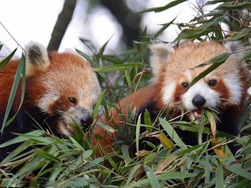 Red Panda-Neora_Valley_National_Park
