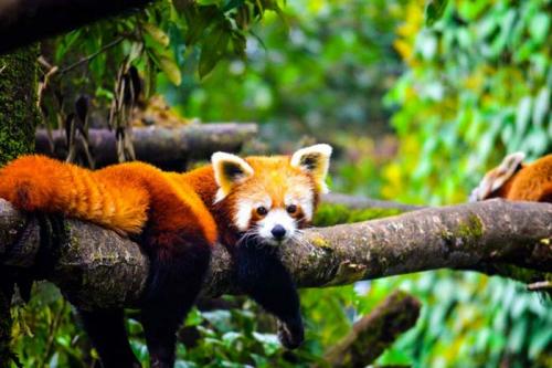 Red-Panda-in-Neora-Valley-national-Park