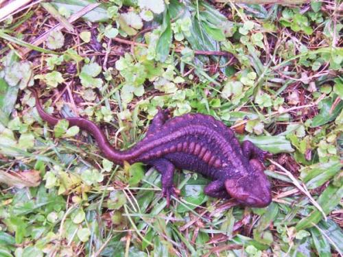 Salamander in Latpanchor