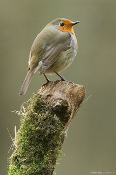 Enjoy Beautiful Bird Watching - Rasikbill-european-robin-robin-bird