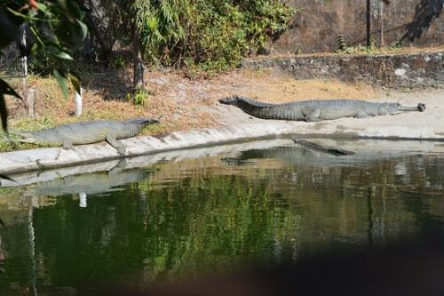 crocodile park