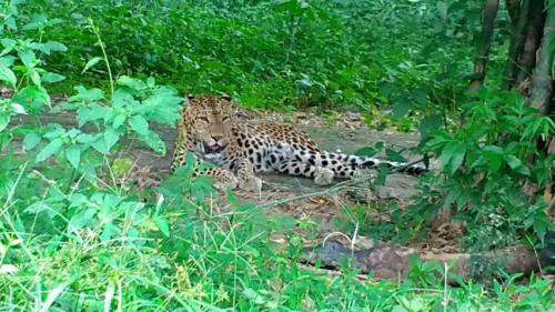 KHAYERBARI South Khayerbari Leopard Rescue Center