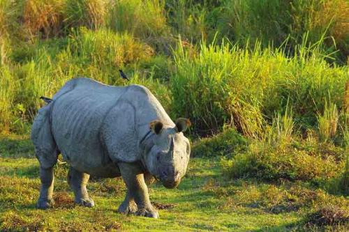 One Horned Indian Rhinoceros at Gorumara