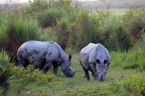 Rhino Watch at Chapramari