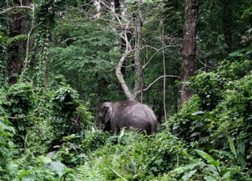 Wild Elephant - Picture of Chilapata