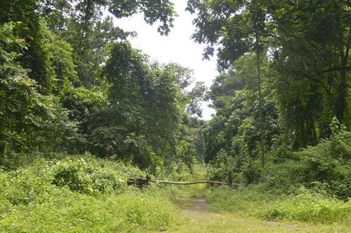 Chapramari Forest